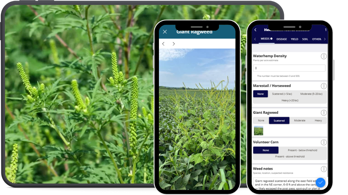 QA Advisor crop scouting interface showing a field photo alongside mobile scouting forms for weeds and field observations.