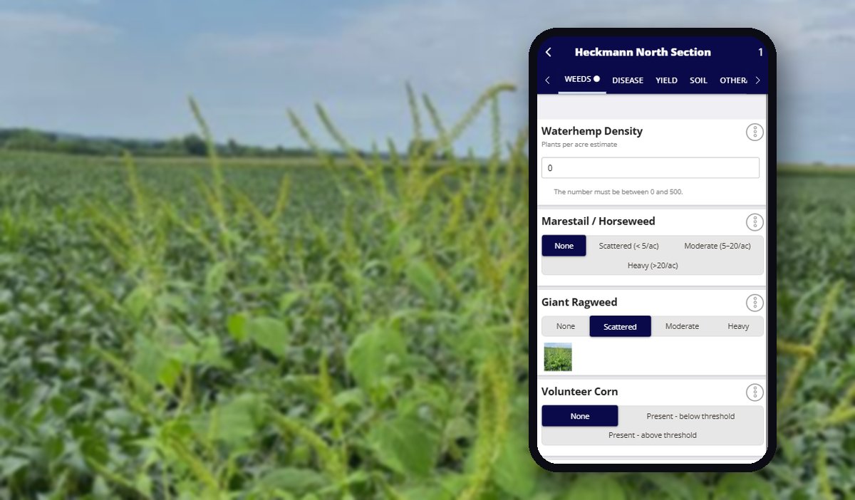 Weeds tab of a scouting form in the QA Advisor mobile app for Heckmann North Section, with Giant Ragweed recorded as Scattered and a photo attached, shown over a soybean field with giant ragweed escapes